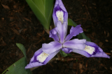 Iris cristata RCP4-09 178.jpg
